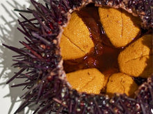 Load image into Gallery viewer, Live Sea Urchin (Uni), each