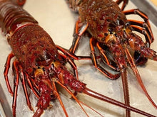 Load image into Gallery viewer, Live Trap-Caught California Spiny Lobster