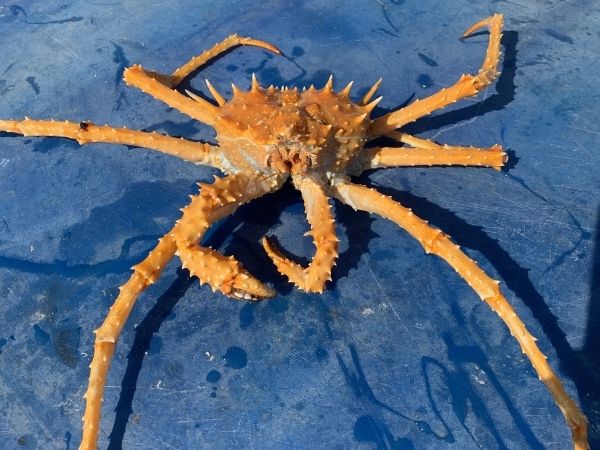 Live California King Crab, each