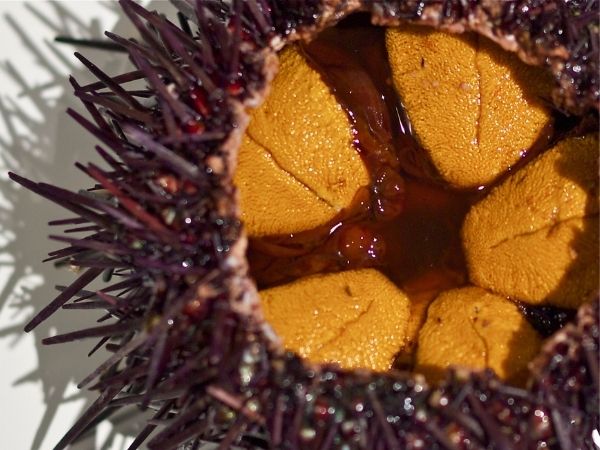 Live Sea Urchin (Uni), each