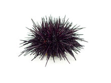 Load image into Gallery viewer, Live Sea Urchin (Uni), each
