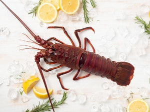 Live Whole California Spiny Lobster